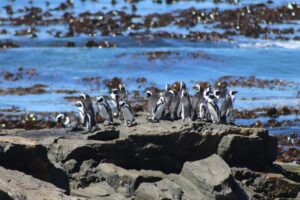 Penguins On Robben Island